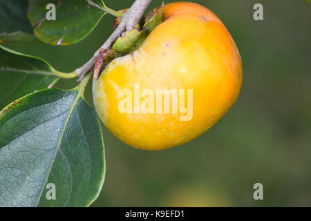 Frutta Persimmon su albero Foto Stock
