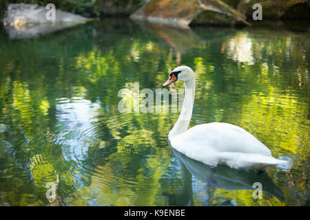 Bellissimo cigno bianco nel lago Foto Stock