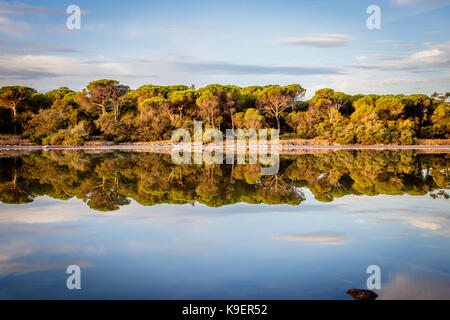 La riflessione di una foresta di pini nel asciugata lago padulu tortu sull isola di Corsica. Foto Stock