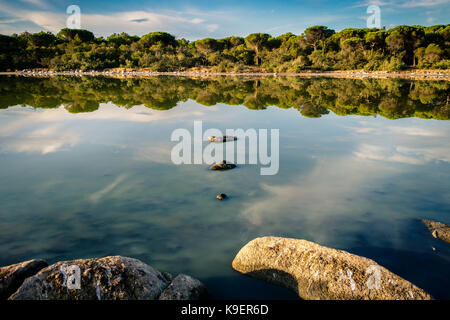 La riflessione di una foresta di pini nel asciugata lago padulu tortu sull isola di Corsica. Foto Stock