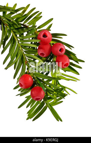 Rametto Yew Tree con frutti rossi close up isolati su sfondo bianco. Foto Stock