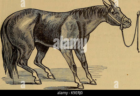 "L'arte di addomesticare e di educare il cavallo .." (1884) Foto Stock