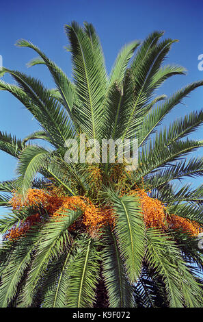 Data palm, Phoenix canariensis, Rowlands Park, Glebe Road, Newcastle, Nuovo Galles del Sud, Australia Foto Stock