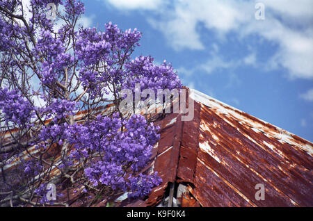 Una formazione di ruggine di ferro ondulato e tetto blu (jacaranda Jacaranda mimosifolia): Scenic Drive, Merewether altezze, Newcastle, Nuovo Galles del Sud, Australia Foto Stock