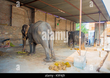 Jaipur, India - 20 settembre 2017: unidentified l uomo sta con due enormi Elefanti, con catene in loro i piedi a Jaipur, India. Gli elefanti sono utilizzati per Foto Stock