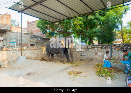 Jaipur, India - 20 settembre 2017: unidentified l uomo sta con due enormi Elefanti, con catene in loro i piedi a Jaipur, India. Gli elefanti sono utilizzati per Foto Stock