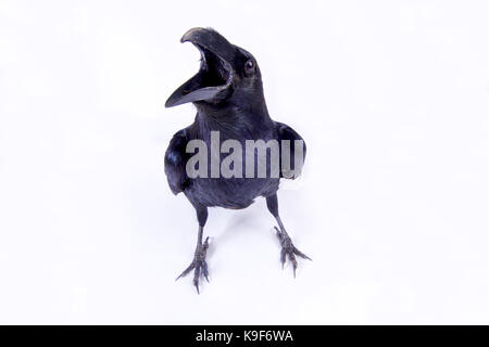 Raven comune, Corvus corax corax Foto Stock