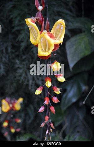 Thunbergia mysorensis (clock di mysore vitigno) pianta cresciuta all'Eden Project, Cornwall, Inghilterra, Regno Unito. Foto Stock