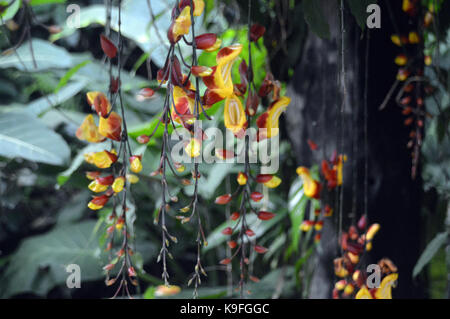 Thunbergia mysorensis (clock di mysore vitigno) pianta cresciuta all'Eden Project, Cornwall, Inghilterra, Regno Unito. Foto Stock