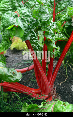 Chard (Beta vulgaris) crescente in un orto al progetto EDEN, Cornwall, Inghilterra, Regno Unito. Foto Stock