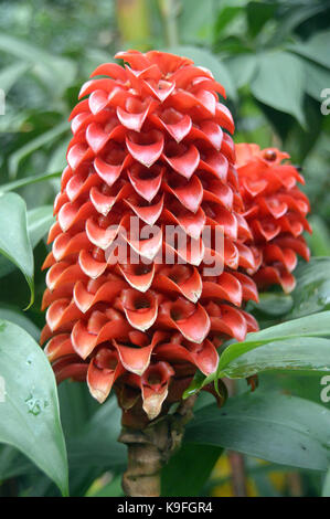 Ananassae tapeinochilos (ananas zenzero) pianta cresciuta all'Eden Project, Cornwall, Inghilterra, Regno Unito. Foto Stock