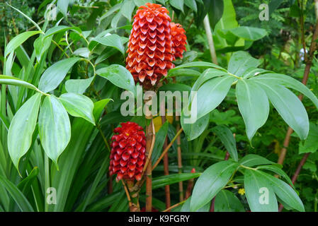 Ananassae tapeinochilos (ananas zenzero) pianta cresciuta all'Eden Project, Cornwall, Inghilterra, Regno Unito. Foto Stock