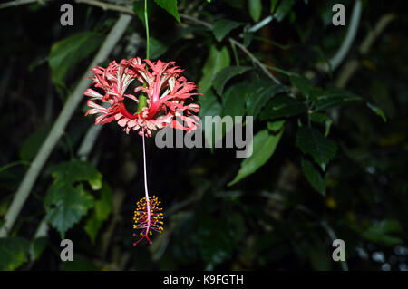 Singola lanterna giapponese (hibiscus schizopetalus) cresciute all'Eden Project, Cornwall, Inghilterra, Regno Unito. Foto Stock