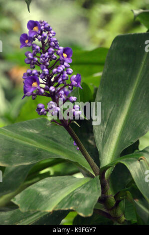 Un unico viola dichorisandra thyrsiflora (blue ginger) Testa di fiori coltivati in progetto EDEN, Cornwall, Inghilterra, Regno Unito. Foto Stock