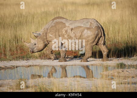 In Nashorn Steppenlandschaft am im Wasserloch Etosha Nationalpark Foto Stock