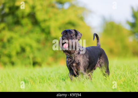 Ritratto di uno standard schnauzer sul prato Foto Stock