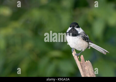 Vadnais Heights, Minnesota. nero-capped Luisa, poecile atricapillus appollaiato su un ramo d'estate. Foto Stock