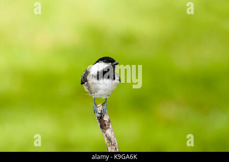 Vadnais Heights, Minnesota. nero-capped Luisa, poecile atricapillus. giovani capretti Luisa appollaiato su un ramo d'estate. Foto Stock