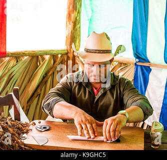 Coltivatore di tabacco mano rotolare foglie di tabacco per fare un sigaro cubano su una piantagione di tabacco, Vinales Valley, Pinar del Rio, Cuba, Caraibi Foto Stock
