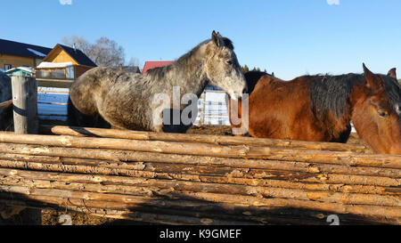 Bianco nero e marrone cavalli permanente sulla neve in un paddock vicino al bianco di recinzione di legno Foto Stock