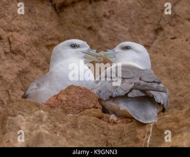 Fulmar hunstanton beach scogliere/ north norfolk/ Anglia orientale costa/ uk/ isole britanniche Foto Stock