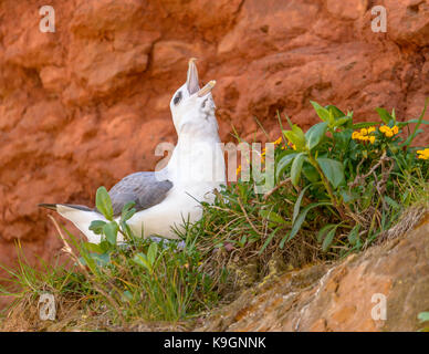 Fulmar hunstanton beach scogliere/ north norfolk/ Anglia orientale costa/ uk/ isole britanniche Foto Stock