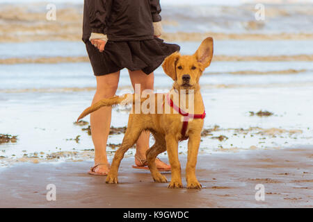 Cucciolo di Labrador dal pelo biondo sulla spiaggia con orecchio sollevato. Quattro mese vecchio cane godendo la libertà in una località di mare sulla costa britannica Foto Stock