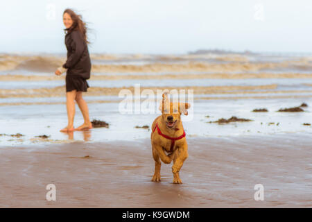 Cucciolo di Labrador dal pelo biondo acceso sulla spiaggia. Quattro mese vecchio cane godendo la libertà in una località di mare sulla costa britannica Foto Stock