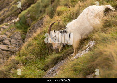 Feral capre di montagna scendendo ripida roccia. agile con i capelli lunghi capra a brean giù nel Somerset, parte di una mandria selvaggia Foto Stock