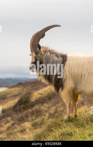 Feral maschio capre di montagna con grandi corna ritratto. con i capelli lunghi caprone a brean giù nel Somerset, parte di una mandria selvaggia Foto Stock
