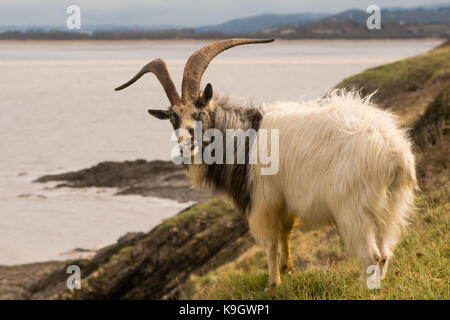 Feral maschio capre di montagna con grandi corna sulla costa. con i capelli lunghi caprone a brean giù nel Somerset, parte di una mandria selvaggia Foto Stock