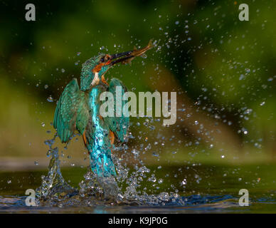 Azione di immersioni kingfisher ringford/galloway Forest park/Western Scotland/ uk/ isole britanniche Foto Stock