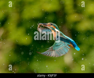 Azione di immersioni kingfisher ringford/galloway Forest park/Western Scotland/ uk/ isole britanniche Foto Stock