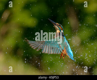 Azione di immersioni kingfisher ringford/galloway Forest park/Western Scotland/ uk/ isole britanniche Foto Stock