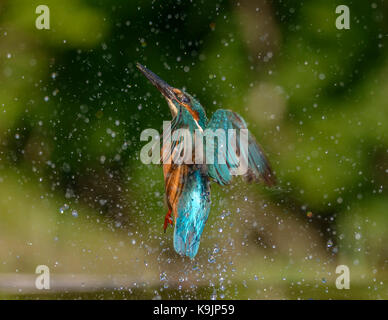 Azione di immersioni kingfisher ringford/galloway Forest park/Western Scotland/ uk/ isole britanniche Foto Stock