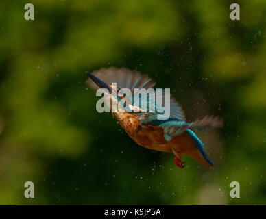 Azione di immersioni kingfisher ringford/galloway Forest park/Western Scotland/ uk/ isole britanniche Foto Stock