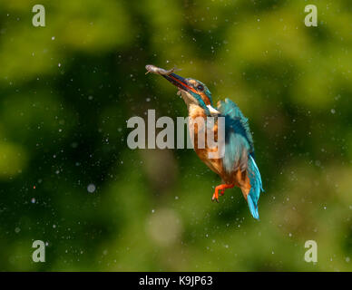 Azione di immersioni kingfisher ringford/galloway Forest park/Western Scotland/ uk/ isole britanniche Foto Stock