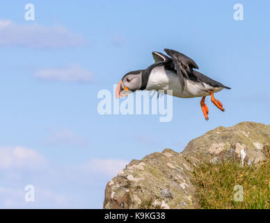 Puffin tresnnish isles/ Isle of Mull/ western scotland/ uk/ isole britanniche Foto Stock