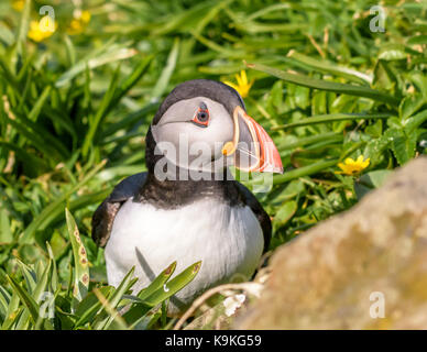 Puffin tresnnish isles/ Isle of Mull/ western scotland/ uk/ isole britanniche Foto Stock