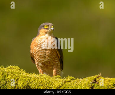 Sparviero maschio ringford galloway Forest park Western Scotland Regno Unito Isole britanniche Foto Stock