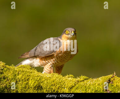 Sparviero maschio ringford galloway Forest park Western Scotland Regno Unito Isole britanniche Foto Stock