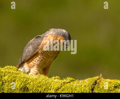 Sparviero maschio ringford galloway Forest park Western Scotland Regno Unito Isole britanniche Foto Stock