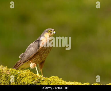 Sparviero maschio ringford galloway Forest park Western Scotland Regno Unito Isole britanniche Foto Stock