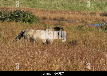 Foto di un selvaggio cavalli Konik in erba lunga Foto Stock