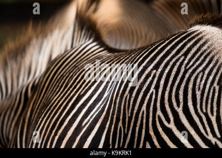 Le strisce Zebra di Grévy ipnotizzano nel Parco Naturale Cabarceno, Cantabria, Spagna. Foto Stock