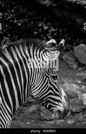 Grévy's zebra in Cabarceno parco naturale, Cantabria, Spagna. Foto Stock