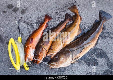 Appena catturati pesci norvegese. outdoor shot in Norvegia. copia di spazio. Foto Stock