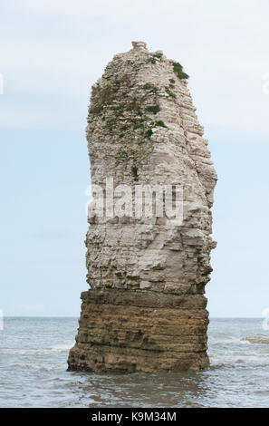 Chalk stack, Flamborough Head, Yorkshire costa, isole britanniche, Regno Unito Foto Stock