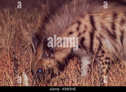 Indian striped iena (hyaena hyaena), evacuazione a notte su cinghiale carcassa, blackbuck national park, velavadar, Gujarat, India Foto Stock