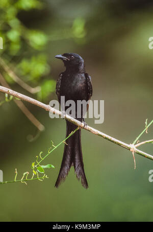 Drongo nero, (Dicrurus macrocercus), di Keoladeo Ghana National Park, Bharatpur Rajasthan, India Foto Stock